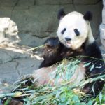 アメリカの動物園で気づいたこと5点