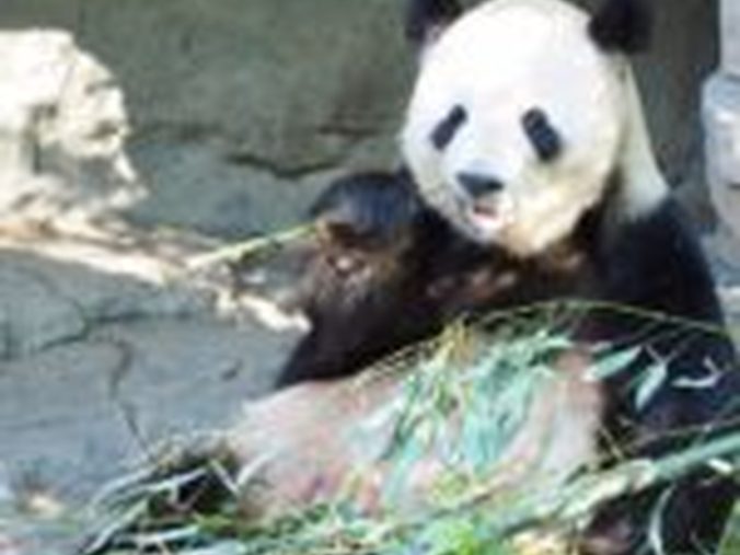 パンダ　動物園　アメリカ