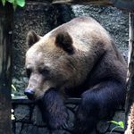 人は熊に出会った時に何を考えるか？